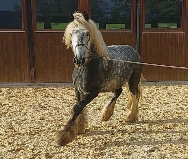 Shire Horse Wallach Arthus, Manuel, Konie na sprzedaż, Seefeld in Tirol