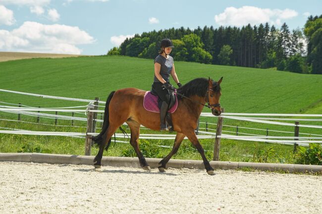 Freizeitpferd, Sarah, Konie na sprzedaż, Wippenham 