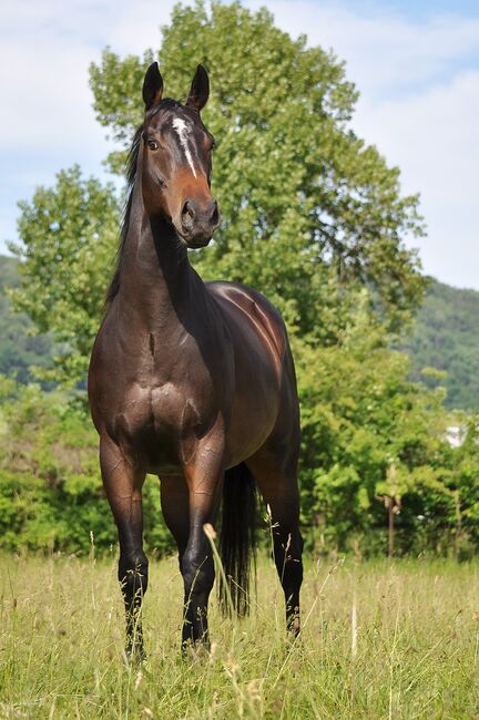 Freizeit Pferd, Elena , Konie na sprzedaż, Les Bois, Image 2