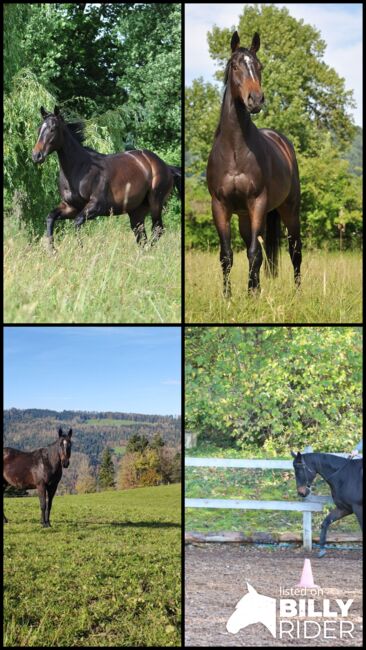 Freizeit Pferd, Elena , Konie na sprzedaż, Les Bois, Image 5