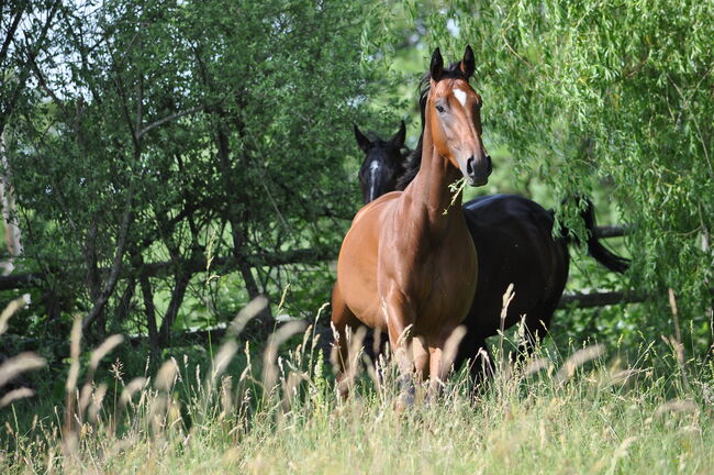 Freizeit Pferd, Elena , Konie na sprzedaż, Les Bois, Image 2