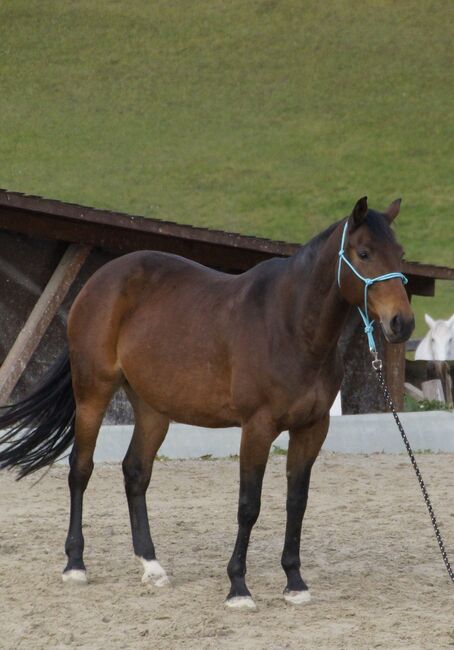 Freizeitpferd zu verkaufen, 12-jährige Warmblutstute, Sabrina, Konie na sprzedaż, Mürzzuschlag, Image 3