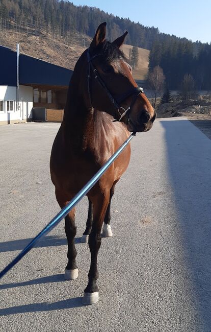 Freizeitpferd zu verkaufen, 12-jährige Warmblutstute, Sabrina, Konie na sprzedaż, Mürzzuschlag