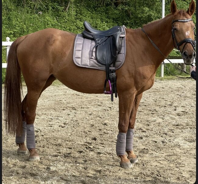Freizeitpferd günstig zu verkaufen, Katharina , Konie na sprzedaż, Großgmain 