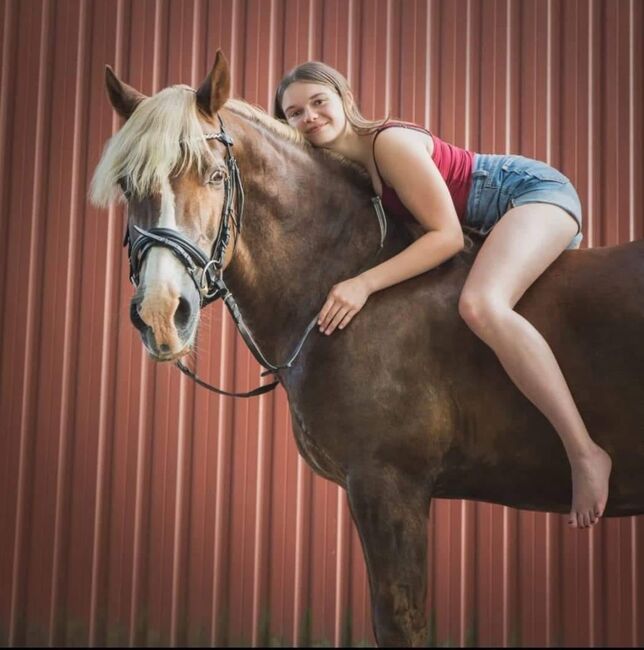 Welsh Cob Freizeitpferd, Harries-Lehmann , Konie na sprzedaż, Hilgermissen, Image 2