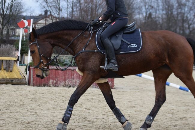 Freizeit pferd sucht erfahrene Partner, Frieda Noack , Konie na sprzedaż, Kleinwaltersdorf , Image 2