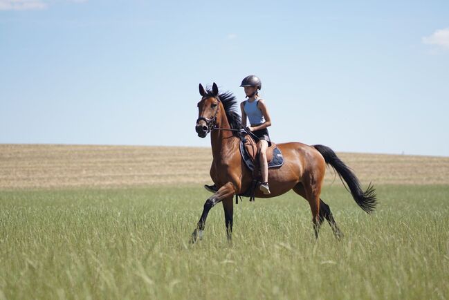 Freizeit pferd sucht erfahrene Partner, Frieda Noack , Konie na sprzedaż, Kleinwaltersdorf , Image 7