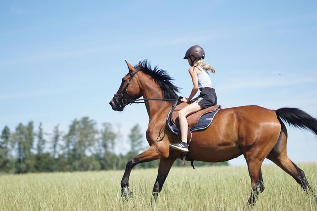 Freizeit pferd sucht erfahrene Partner, Frieda Noack , Konie na sprzedaż, Kleinwaltersdorf 