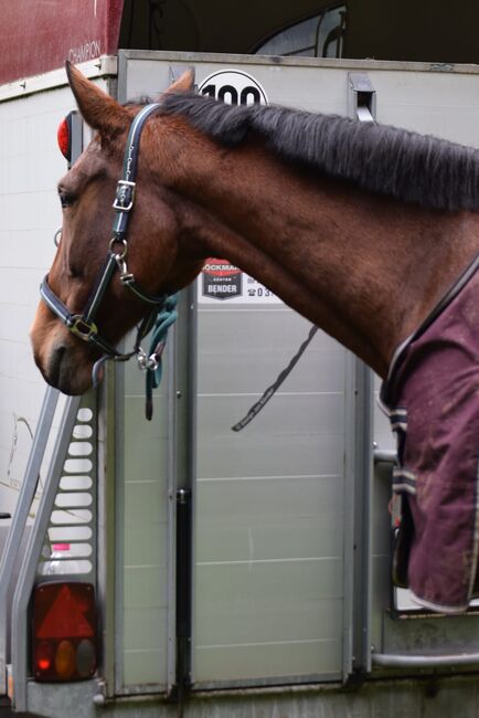 Freizeit pferd sucht erfahrene Partner, Frieda Noack , Konie na sprzedaż, Kleinwaltersdorf , Image 9