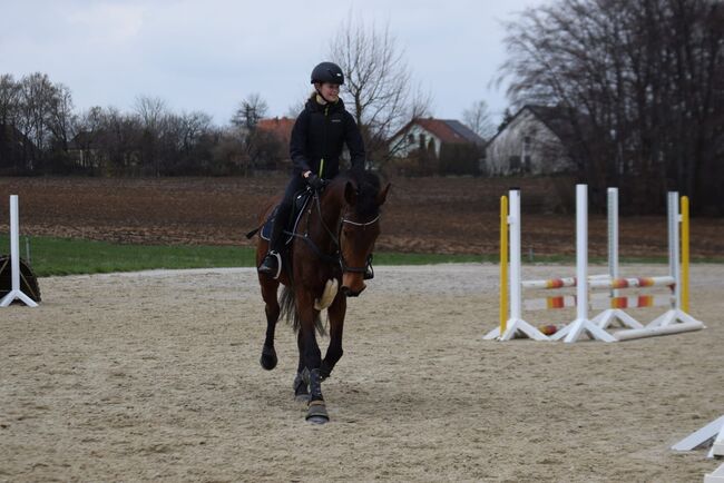 Freizeit pferd sucht erfahrene Partner, Frieda Noack , Konie na sprzedaż, Kleinwaltersdorf , Image 6