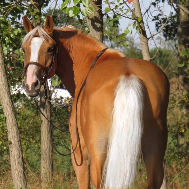 Freizeit Pferd Ungarisches Halbblut, Maria , Konie na sprzedaż, Ebergöc