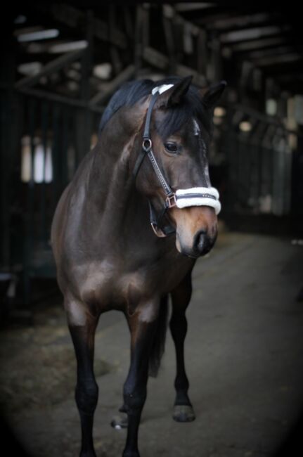**Gehobenes Freizeitpferd, Dressurpferd, braune Stute, 8 Jahre **, Caroline , Konie na sprzedaż, Wetter