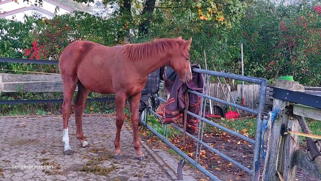 Senner Pferd- Stutfohlen-, Claudia Wendt-Sölter , Konie na sprzedaż, Lage, Image 4