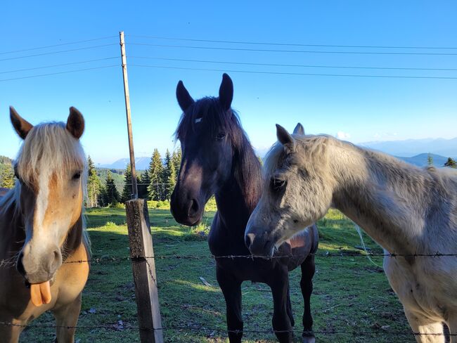 Herzenspferd sucht Herzensmenschen, Sarah, Konie na sprzedaż, Eberstein, Image 3