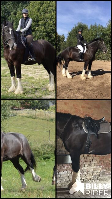 Shire Horse, Christin Fischer, Konie na sprzedaż, Großschirma , Image 5