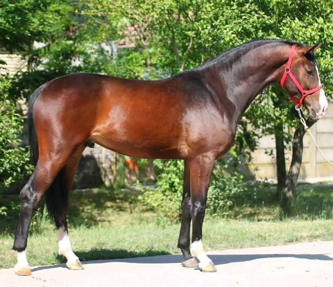 RINUS SPORT PFERD, Károly , Konie na sprzedaż, Kecskemét , Image 4