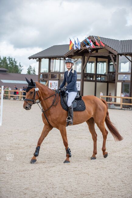 Schulpferd für Amateure, Katharina Lehmann (Pferdevermittlung Leus), Konie na sprzedaż, Pori, Image 2