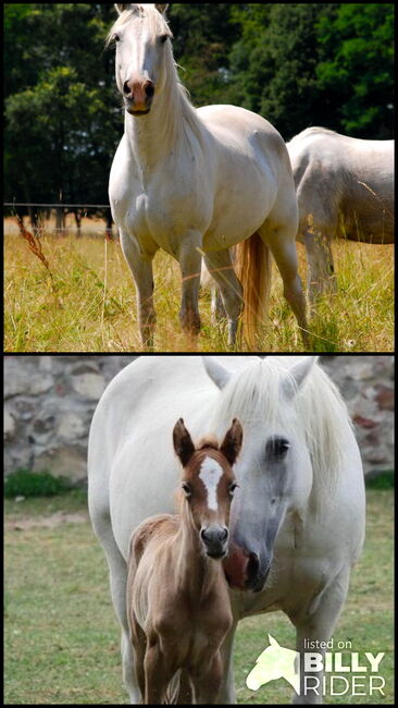 Schulpferd sucht Lebenspartner*in, Camargue-Pferde-Hof Wesendahl, Konie na sprzedaż, Altlandsberg, Image 3