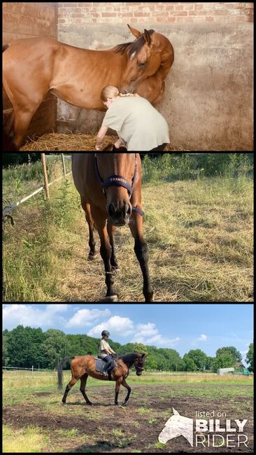 Pferd sucht Reiter, Katharina, Konie na sprzedaż, Bad Oeynhausen, Image 4