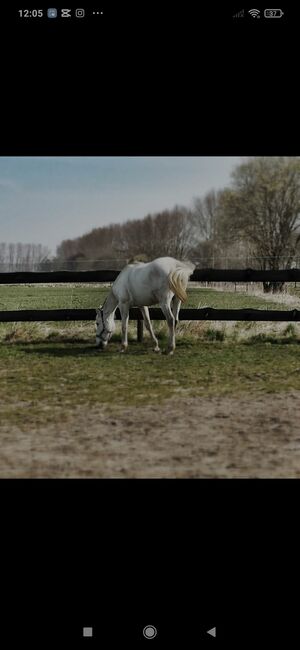 Pferd sucht RB PB gesucht auch Anfänger und u18, Juli Dingedans (_meerpferde_), Horse Sharing
, Bebertal