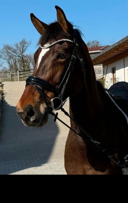 Dressurpferd/Springpferd, Sandra Baumgärtner , Konie na sprzedaż, Kreuzwertheim