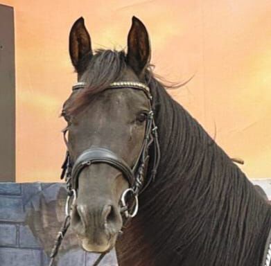 Ein Pferd zum Verlieben - Andalusier mit Charme und Zukunft, Kerstin Rehbehn (Pferdemarketing Ost), Konie na sprzedaż, Nienburg, Image 11