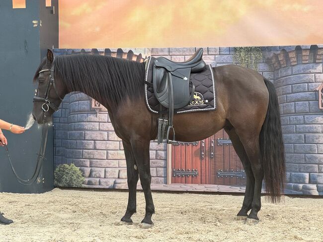 Ein Pferd zum Verlieben - Andalusier mit Charme und Zukunft, Kerstin Rehbehn (Pferdemarketing Ost), Konie na sprzedaż, Nienburg, Image 6