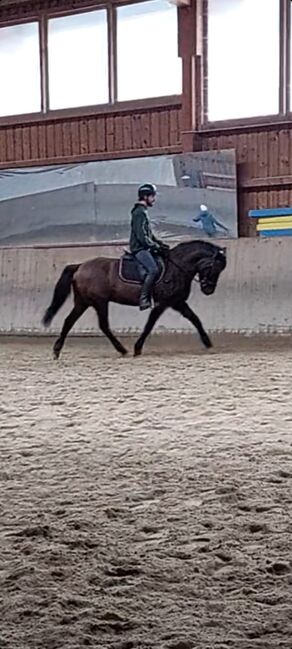 Beistellpferd/Reitpferd für Mutige, Kathrin Mayr , Konie na sprzedaż, Mils, Image 3