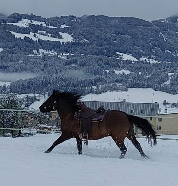 Beistellpferd/Reitpferd für Mutige, Kathrin Mayr , Konie na sprzedaż, Mils, Image 4