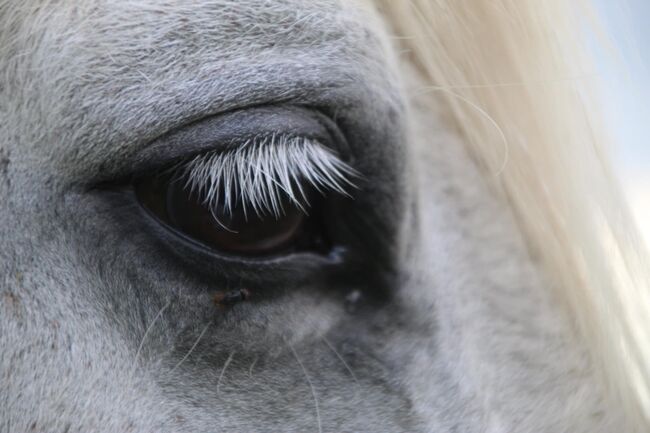 Beistell Pferd, Nicki, Konie na sprzedaż, Groß Ernsthof