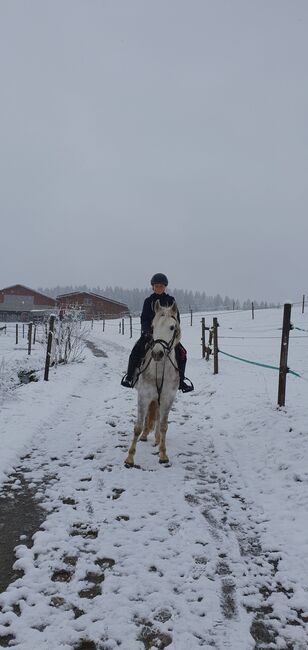 Pferde verkauf, verena weise, Konie na sprzedaż, isny im allgäu, Image 2