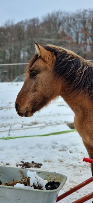 Konik-Huzule Stute zu verkaufen, S.hek, Horses For Sale, Schlangenbad , Image 6