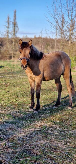 Konik-Huzule Stute zu verkaufen, S.hek, Horses For Sale, Schlangenbad , Image 12