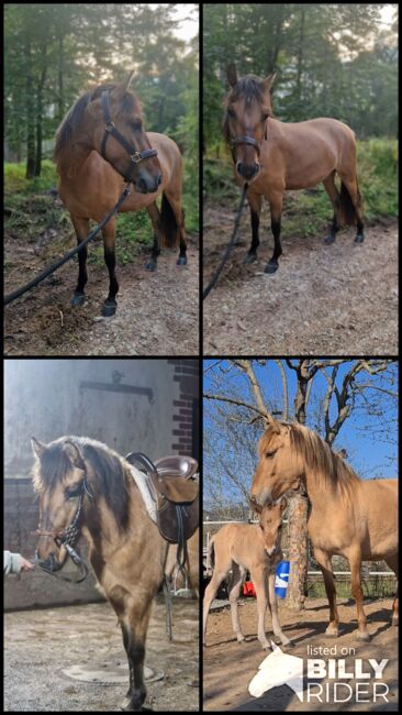 Konik-Huzule Stute zu verkaufen, S.hek, Horses For Sale, Schlangenbad , Image 18