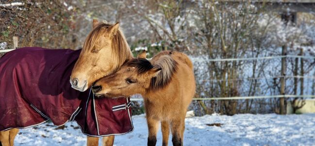 Konik-Huzule Stute zu verkaufen, S.hek, Horses For Sale, Schlangenbad , Image 15