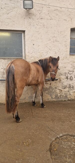 Konik-Huzule Stute zu verkaufen, S.hek, Horses For Sale, Schlangenbad , Image 16