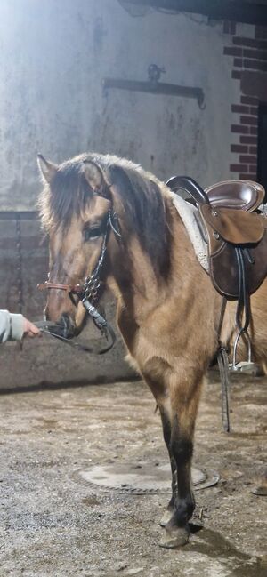 Konik-Huzule Stute zu verkaufen, S.hek, Horses For Sale, Schlangenbad , Image 3