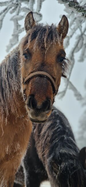 Konik-Huzule Stute zu verkaufen, S.hek, Horses For Sale, Schlangenbad , Image 5