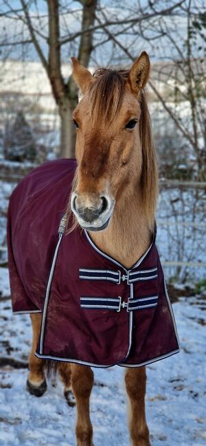 Konik-Huzule Stute zu verkaufen, S.hek, Horses For Sale, Schlangenbad , Image 10