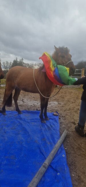 Konik-Huzule Stute zu verkaufen, S.hek, Horses For Sale, Schlangenbad , Image 11