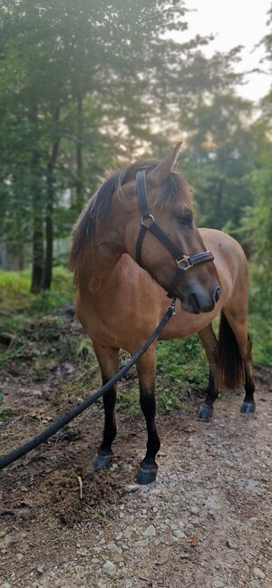 Konik-Huzule Stute zu verkaufen, S.hek, Horses For Sale, Schlangenbad 