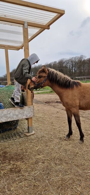 Konik-Huzule Stute zu verkaufen, S.hek, Horses For Sale, Schlangenbad , Image 13