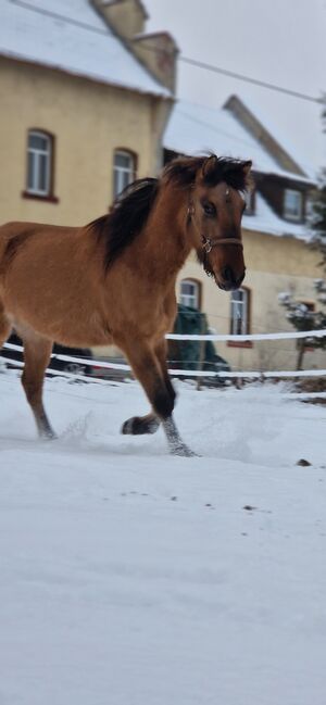 Konik-Huzule Stute zu verkaufen, S.hek, Horses For Sale, Schlangenbad , Image 14