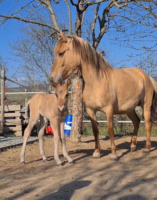 Konik-Huzule Stute zu verkaufen, S.hek, Horses For Sale, Schlangenbad , Image 4