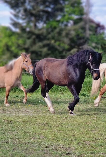 Konik-Huzule Stute zu verkaufen, S.hek, Horses For Sale, Schlangenbad , Image 7