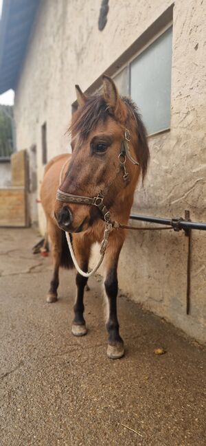 Konik-Huzule Stute zu verkaufen, S.hek, Horses For Sale, Schlangenbad , Image 8