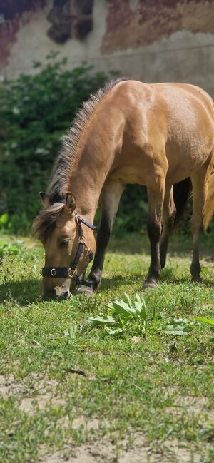 Konik-Huzule Stute zu verkaufen, S.hek, Horses For Sale, Schlangenbad , Image 9