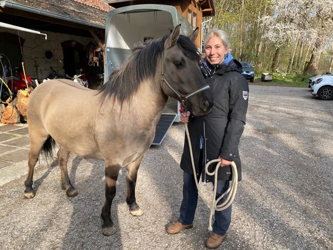 Konik Stute, Lisa Budinsky, Horses For Sale, Baden