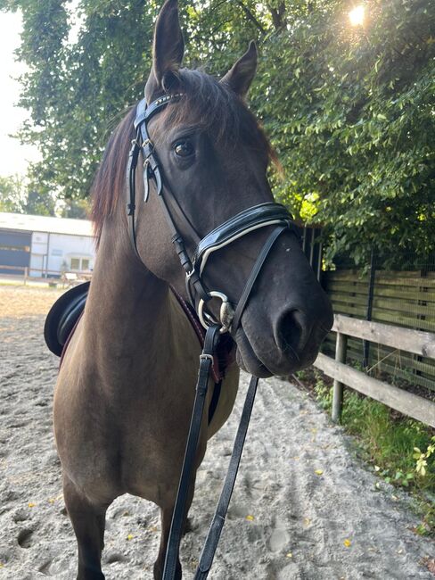 Konik stute, Jeannie, Horses For Sale, Braunschweig, Image 4