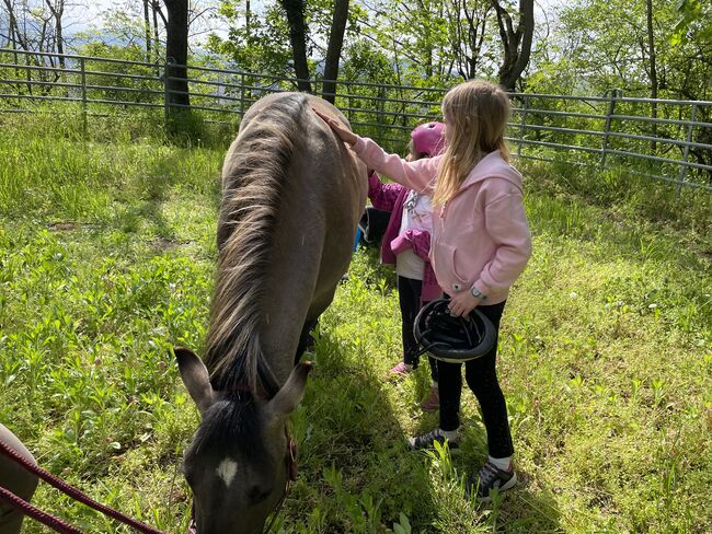 Konik Stute, Lisa Budinsky, Horses For Sale, Baden, Image 2